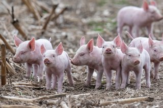 Le premier jour du procès de l'affaire de Hefenhofen (TG) a concerné la vente et revente de porcelets sous-développés ou malformés. Bouchers, deux coaccusés - père et fils - risquent une perine de prison avec sursis dans ce dossier (photo symboliq...